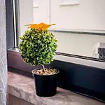 Lorena Apartament
